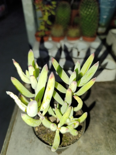 Suculenta verde em vaso preto com cactos desfocados ao fundo