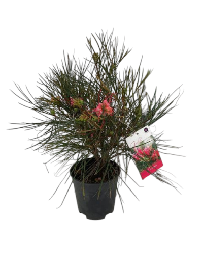 Planta com folhas finas verdes e flores cor-de-rosa num vaso preto com etiqueta colorida