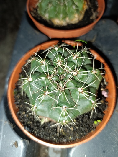Cacto verde com espinhos em vaso castanho sobre superfície metálica