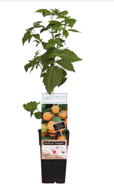 Planta jovem com folhas verdes em vaso preto e rótulo com foto de framboesas amarelas