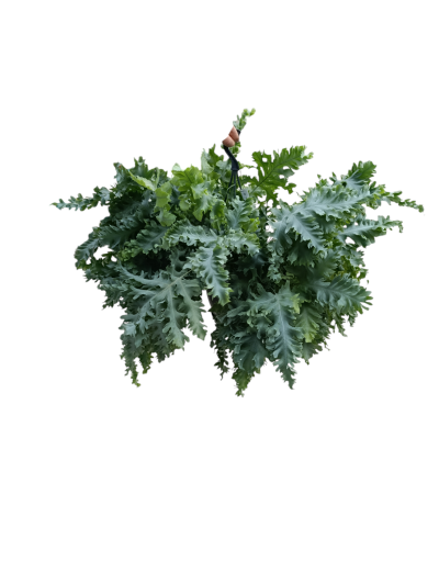 Planta pendente verde com folhas recortadas e suporte com gancho