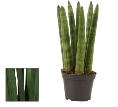 Planta Sansevieria cylindrica em vaso preto, fundo branco