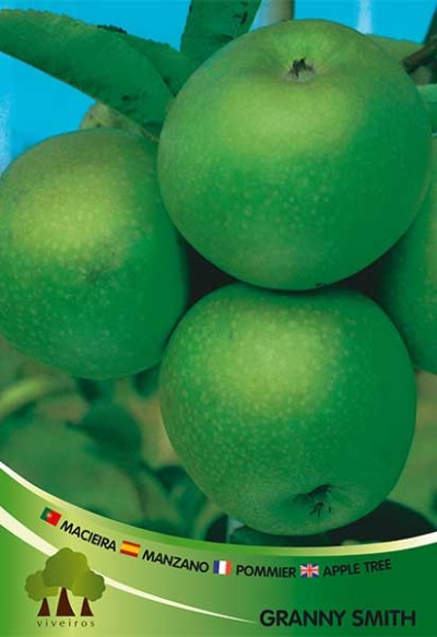 Maçãs verdes Granny Smith em ramo com fundo azul e texto informativo