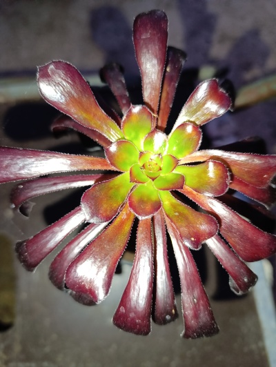Suculenta Aeonium arboreum com folhas castanho-avermelhadas e centro verde, em vaso.