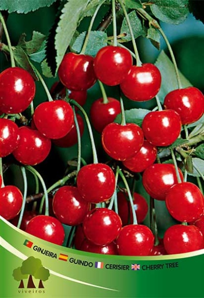 Cerejas vermelhas em ramos com folhas verdes e texto com nomes em várias línguas