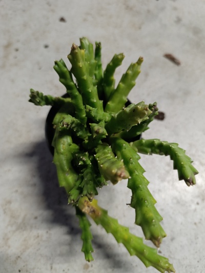Planta suculenta verde com caules segmentados em vaso pequeno preto