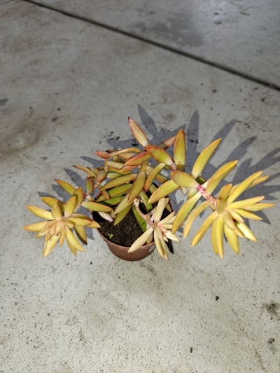 Planta suculenta amarela em vaso castanho sobre chão de cimento
