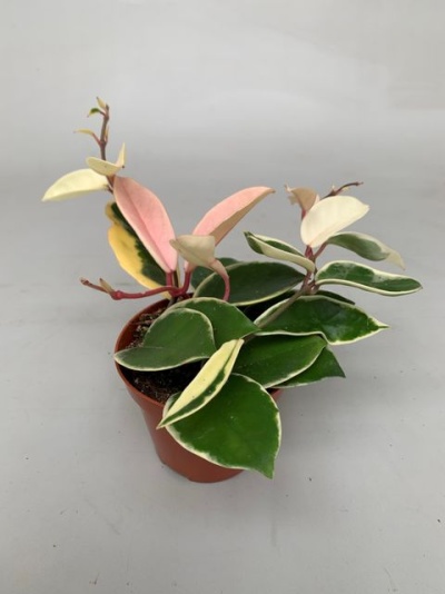 Planta em vaso de plástico com folhas verdes, creme e rosa variegadas