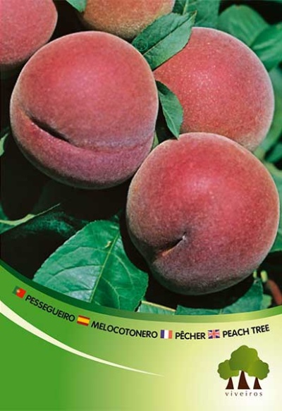 Três pêssegos vermelhos com folhas verdes e texto multilingue sobre pessegueiro