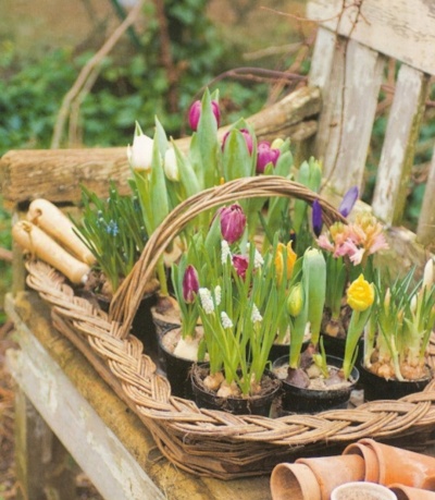 Cesto com plantas floridas em vasos sobre banco de madeira