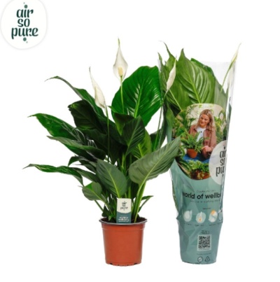 Planta com flores brancas e vaso castanho ao lado de embalagem com texto Air So Pure