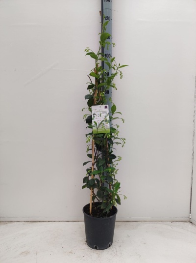 Planta em vaso preto com suporte e etiqueta, contra parede branca com medidor de altura