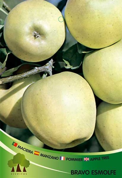 Maçãs verdes Bravo Esmolfe penduradas em árvore com texto informativo na parte inferior