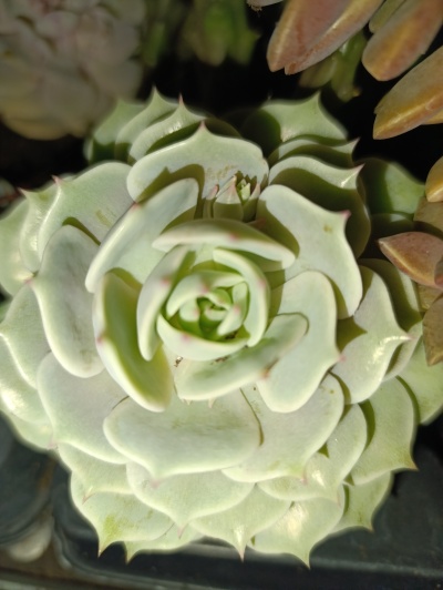 Suculenta verde clara em forma de roseta com folhas pontiagudas