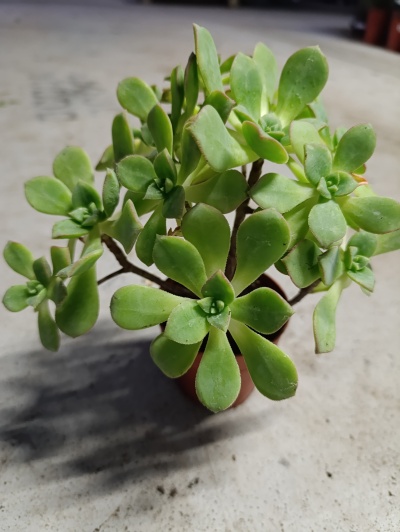 Planta suculenta verde em vaso castanho sobre superfície cinza
