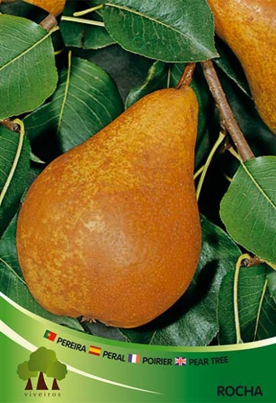 Pêra castanha com folhas verdes e etiqueta com nomes e logótipo do viveiro