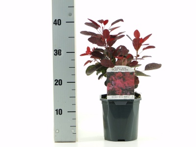 Planta em vaso preto com folhas vermelhas e verdes ao lado de medidor azul com marcações até 40 cm