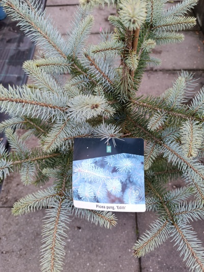 Ramo de planta Picea pung. Edith com agulhas azuladas e etiqueta