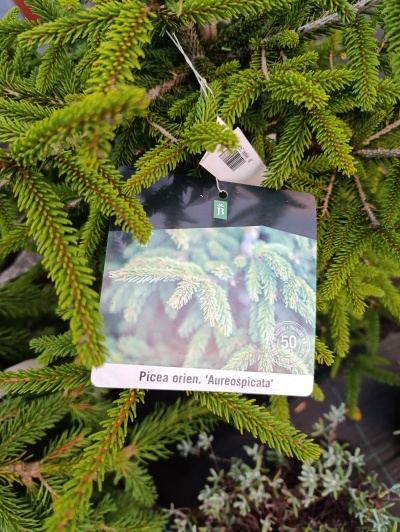 Etiqueta com nome científico Picea orien. 'Aureospicata' em ramo de pinheiro