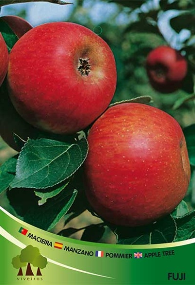 Maçãs Fuji vermelhas na macieira com texto multilingue e logotipo Viveiros