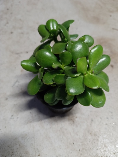 Planta suculenta verde em vaso preto sobre superfície cinzenta