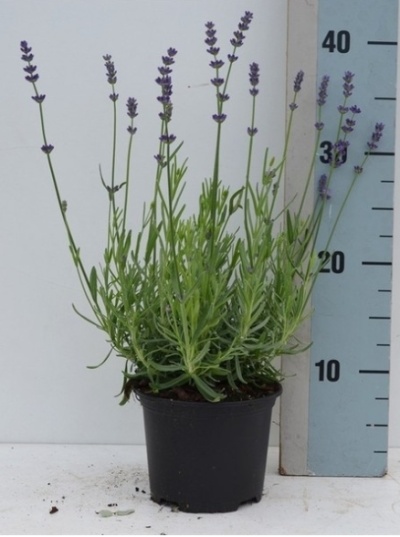 Planta de lavanda com flores roxas em vaso preto junto a régua azul