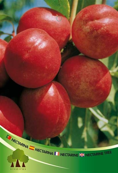 Frutos vermelhos em ramos com folhas e texto NECTARINA