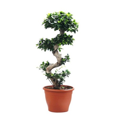 Bonsai com folhas verdes em vaso de terracota