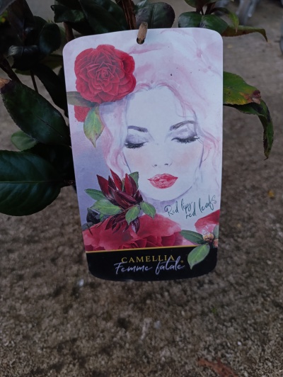 Etiqueta de planta com ilustração feminina e texto Camellia Femme fatale