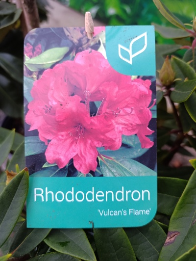 Etiqueta de planta com flores rosa do Rododendro 'Vulcan's Flame'
