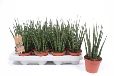 Oito plantas suculentas Sansevieria trifasciata em vasos castanhos num tabuleiro branco