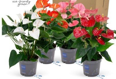 Quatro plantas coloridas em vasos cinzentos com fundo branco e caixa castanha