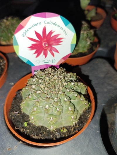 Cacto verde com espinhos em vaso castanho e etiqueta colorida com texto e imagem de flor
