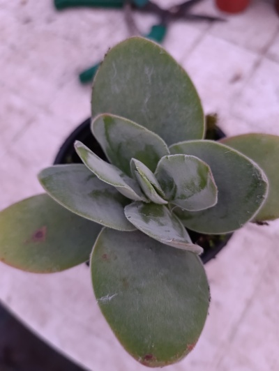 Planta suculenta verde com folhas espessas em vaso preto
