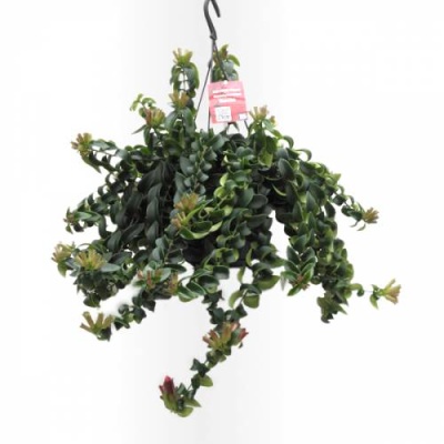 Planta pendente artificial com folhas verdes, gancho e etiqueta vermelha