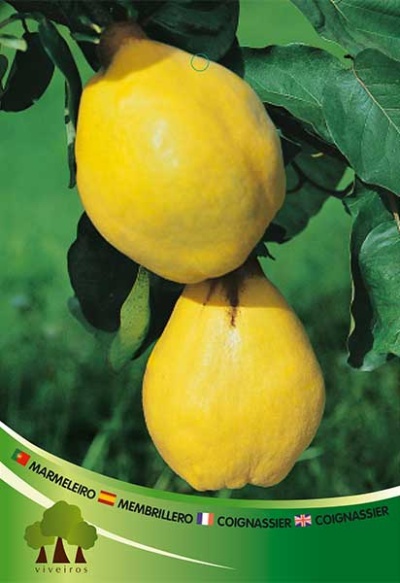 Dois marmelos amarelos num ramo com folhas verdes e texto informativo na parte inferior