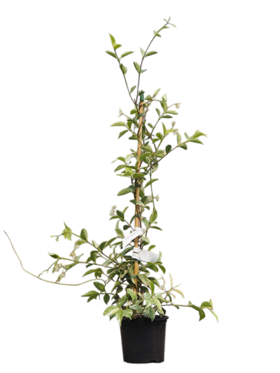 Planta trepadeira em vaso preto com suporte de madeira, folhas verdes