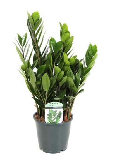 Planta Zamioculcas em vaso preto com etiqueta 'LUCKY ZAMIOCULCAS'