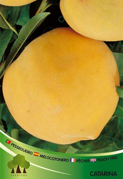 Pêssego amarelo com etiqueta informativa em fundo de folhas verdes