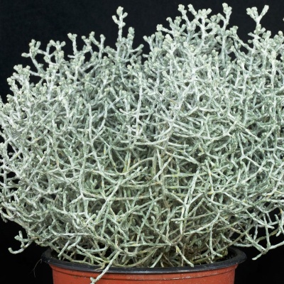 Planta ornamental branca esverdeada em vaso castanho com fundo preto