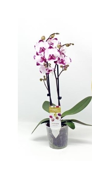 Orquídea branca com manchas cor-de-rosa em vaso de plástico transparente