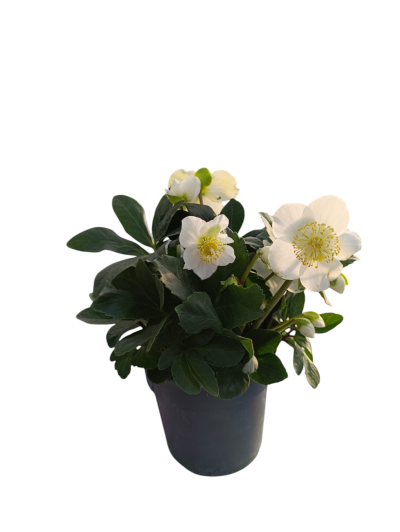 Planta florida em vaso preto, folhas verdes e flores brancas com estames amarelos