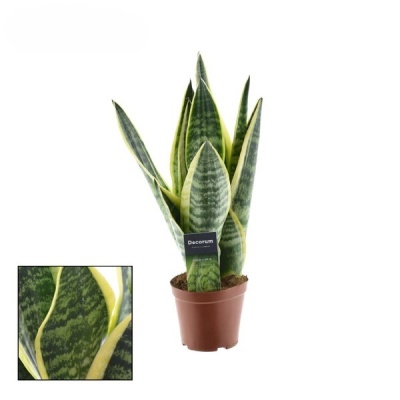 Planta suculenta verde com folhas longas e amarelas em vaso castanho