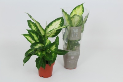 Duas plantas em vasos pequenos com folhas verdes variegadas, uma embalada e outra sem embalagem, fundo branco.
