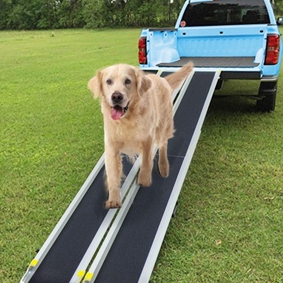 Cão golden retriever subindo rampa preta de metal colocada na traseira de uma carrinha azul clara num relvado verde