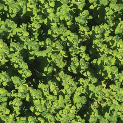 Conjunto denso de folhas verdes pequenas enrugadas