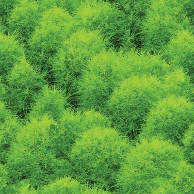 Plantação com folhagem verde-limão densa e textura fina