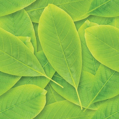 Folhas verdes com textura visível nas nervuras