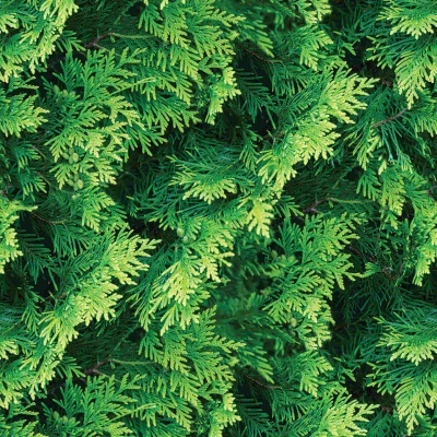 Folhagem verde densa de coníferas com diferentes tonalidades e textura natural