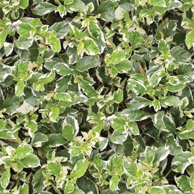 Folhas verdes com bordas brancas formando uma cobertura vegetal densa